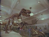 Dinosaurier live - Fossilien zum Leben erweckt