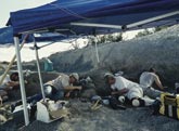 Dinosaurier live - Fossilien zum Leben erweckt