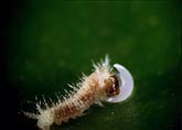 Bugs - Abenteuer im Regenwald
